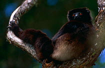 Milne Edward's sifaka {Propithecus diadema edwardsi} resting in tree, Ranamafana NP, Madagascar