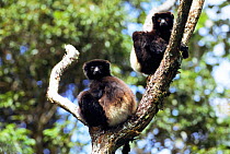 Two Milne Edwards sifaka {Propithecus diadema edwardsi} in tree Ranamafana NP, Madagascar