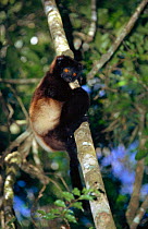 Milne Edwards sifaka {Propithecus diadema edwardsi} Ranamafana NP, Madagascar