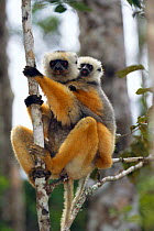 Diademed Sifaka with baby in tree {Propithecus diadema diadema} Mantady National Park, Madagascar