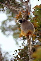 Diademed Sifaka {Propithecus diadema diadema} Mantady National Park, Madagascar