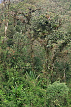 Cloud forest habitat at 2500ft, Clusia in Andes, Zamora- Chinchipe, Ecuador