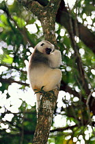 Silky sifaka {Propithecus diadema candidus} in tree, Marojejy Reserve, Madagascar