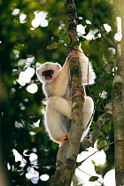 Silky sifaka {Propithecus diadema candidus} in tree, Marojejy Reserve, Madagascar