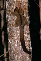 Pale fork-marked lemur {Phaner furcifer pallescens}sucking gum from tree, Western Dry Forest, Madagascar
