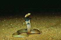 Red spitting cobra {Naja pallida} Tsavo NP, Kenya