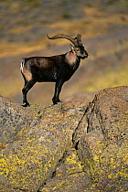 Spanish ibex male portrait {Capra pyrenaica} Pyrenees, Spain