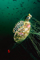 Young hawksbill turtle caught in fishing net {Eretmochelys imbricata} Andaman Sea, Thailand. Drowned dead
