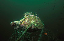 Young hawksbill turtle caught in net {Eretmochelys imbricata} Andaman Sea, Thailand