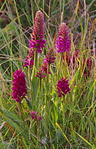 Northern marsh orchid {Dactylorhiza purpurella} Montrose, Scotland, UK