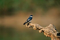 White winged swallow {Tachycineta albiventer} Amazonia, Peru