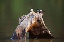 White winged swallow courtship {Tachycineta albiventer} Amazonia, Peru, South America