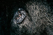 Close up of ear of Mountain gorilla {Gorilla beringei} Virunga NP, Dem Rep of Congo