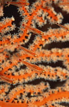 Coral Gobies {Pleurosicya mossambica} in front of Fan Coral, Philippines, South Pacific