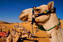 Dromedary Camel portrait {Camelus dromedrius} Egypt.