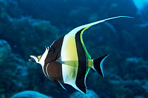 Moorish Idol fish {Zanculs cornutus} Indo-Pacific