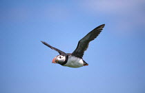Puffin flying {Fratercula arctica auk} Farne Islands, Northumberland, UK