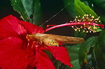 Bush Cricket on flower (Copiphora) Amazon, Euador