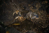 Blue Crabs {Callinectes sapidus} Christmas Island, Indian Ocean