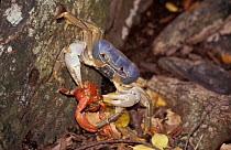 Blue Crab eating Red Crab {Callinectes sapidus} Christmas Island, Indian Ocean