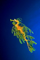 Leafy / Common seadragon {Phycodurus eques} South Australia