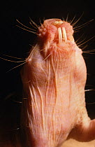 Naked mole rat {Heterocephalus glaber} head and neck, Kenya, East Africa