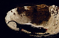 Naked mole rat urinating in loo chamber {Heterocephalus glaber} Kenya, East Africa