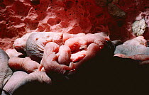 Queen Naked mole rat suckling young {Heterocephalus glaber} Kenya, East Africa