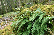 Polypody fern on fallen tree {Polypodium vulgare}, Oakwood, Inverness-shire, Scotland