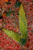 Frosted polypody fern & sphagnum {Polypodium vulgare}, Oakwood, nr Inverness, Scotland