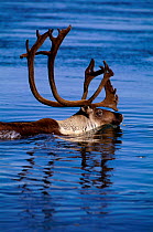 Caribou migration male crossing river {Rangifer tarandus} Kobuk Valley NP, Alaska, USA.