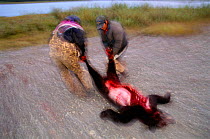 Men dragging slaughtered Black bear {Ursus americanus} Kobuk Valley NP, Alaskar
