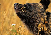 Brown bear cub eating oats, female {Ursus arctos} Tverskaya oblast, Russia.