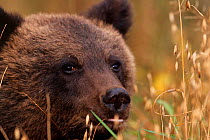 Female Brown bear cub in oatfield {Ursus arctos} Tverskaya oblast, Russia.