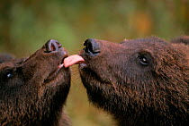Two wild female Brown bear cubs licking each other {Ursus arctos}, Tverskaya oblast, Russia, captive