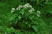 Wild garlic / Ransoms {Allium ursinum} Gloucestershire, England, UK