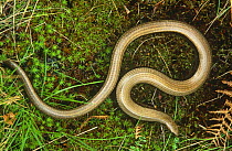 Slow worm {Anguis fragilis} England, UK