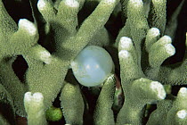 Broadclub Cuttlefish {Sepia latimanus} egg amongst hard coral, Sulawesi, Indonesia