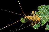 Killer fungus {Cordyceps genus} attacking moth Marojejy Reserve, Madagascar