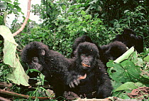 Mountain gorilla group feeding {Gorilla beringei} Virunga NP, Democratic Republic of Congo, formerly Zaire