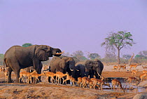 African Elephants & mixed game at waterhole {Loxodonta africana} Chobe NP, Botswana