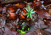 Seeds germinating on rainforest floor, Canaima NP, Venezuela, South America