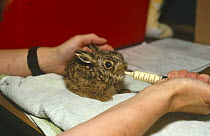 Young European hare being hand fed at rehabilitation centre (Lepus europaeus) UK