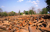 Teak tree logs ready for auction, Seoni, Central India.  In India all tree felling is done by the government, who then hold massive tree auctions.
