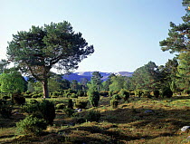 Ancient pine forest Rothimercus Forest, Scotland.