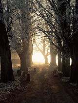 Avenue of trees on country lane, early winter morning, Somerset, UK.