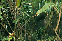 Parson's chameleon (Chamaeleo / Calumma parsonii) catching insect prey with tongue, Madagascar