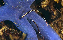 Ringed pipefish on starfish (Doryramphus dactyliophorus) Indo Pacific