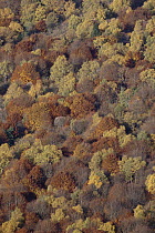 Aerial view of deciduous autumn woodland, Puy de Dome, France