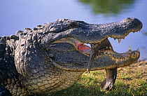 American alligator with fish in its mouth {Alligator mississippiensis} USA